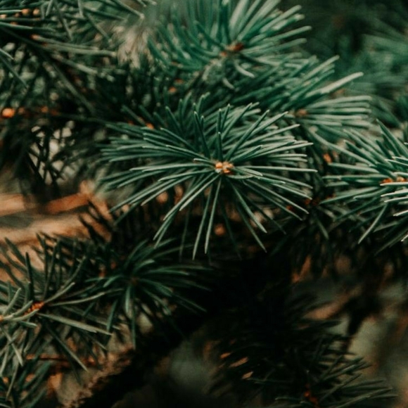 🌲Hi! I'm Ozark Roots!🌲 - Picture 6 of 6